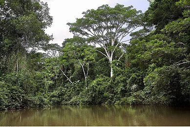 《绿色地狱》免费更新#20“食蚁兽”喔～你的鼻子真长啊！